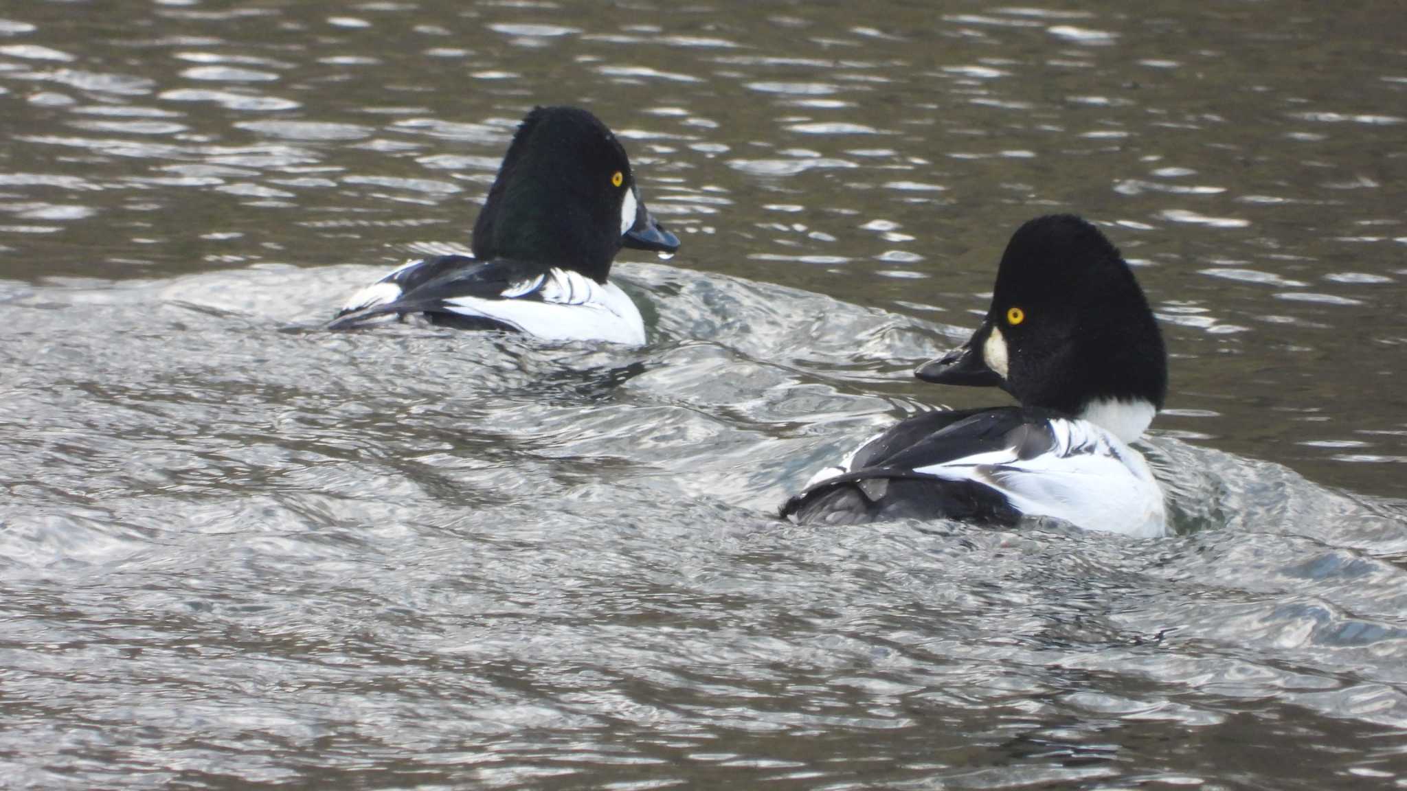 Photo of Common Goldeneye at 下田サーモンパーク(青森県おいらせ町) by 緑の風