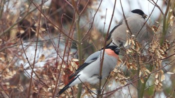 Sun, 12/17/2023 Birding report at 八戸公園(青森県八戸市)