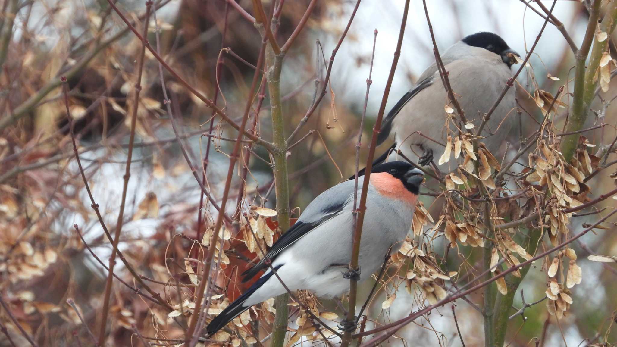 Eurasian Bullfinch