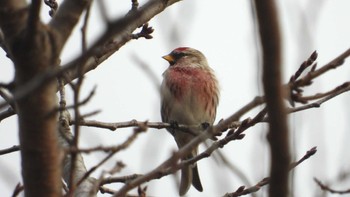 2023年12月9日(土) おいらせ町いちょう公園(青森県おいらせ町)の野鳥観察記録