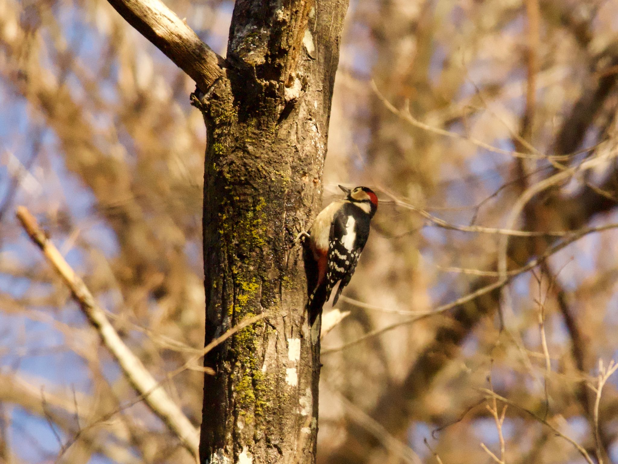 Great Spotted Woodpecker