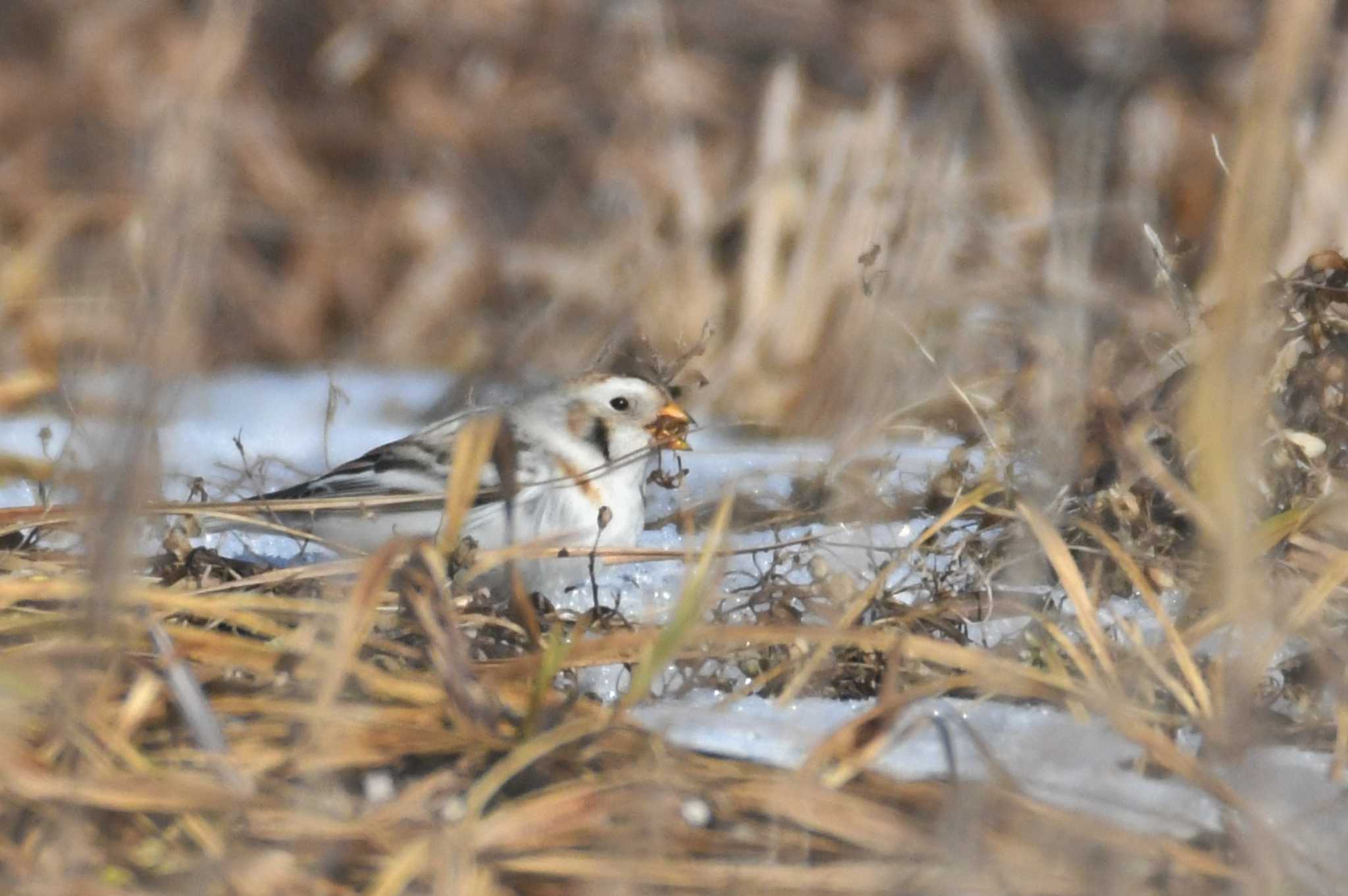 Snow Bunting