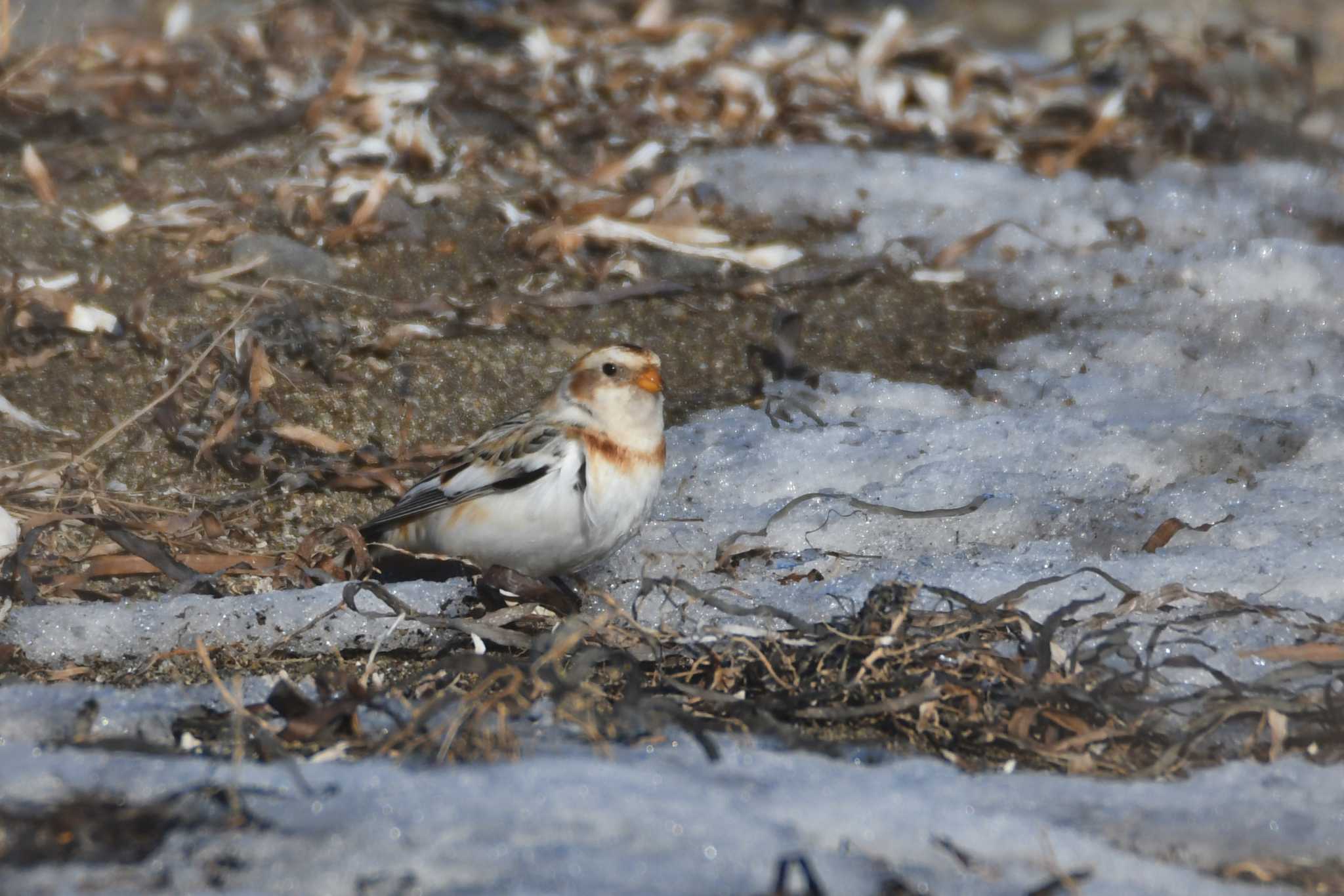 Snow Bunting