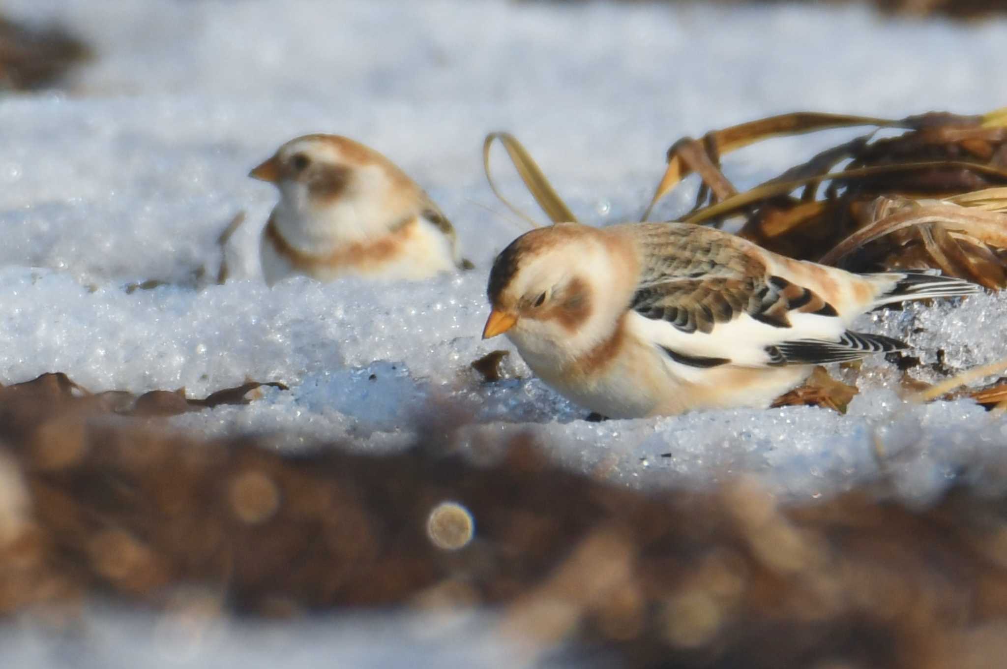 Snow Bunting