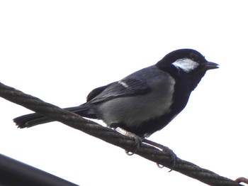 Japanese Tit(nigriloris) Ishigaki Island Sun, 12/31/2023