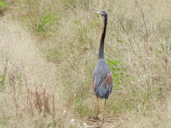 Purple Heron Ishigaki Island Sun, 12/31/2023