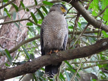 Crested Serpent Eagle Ishigaki Island Sun, 12/31/2023