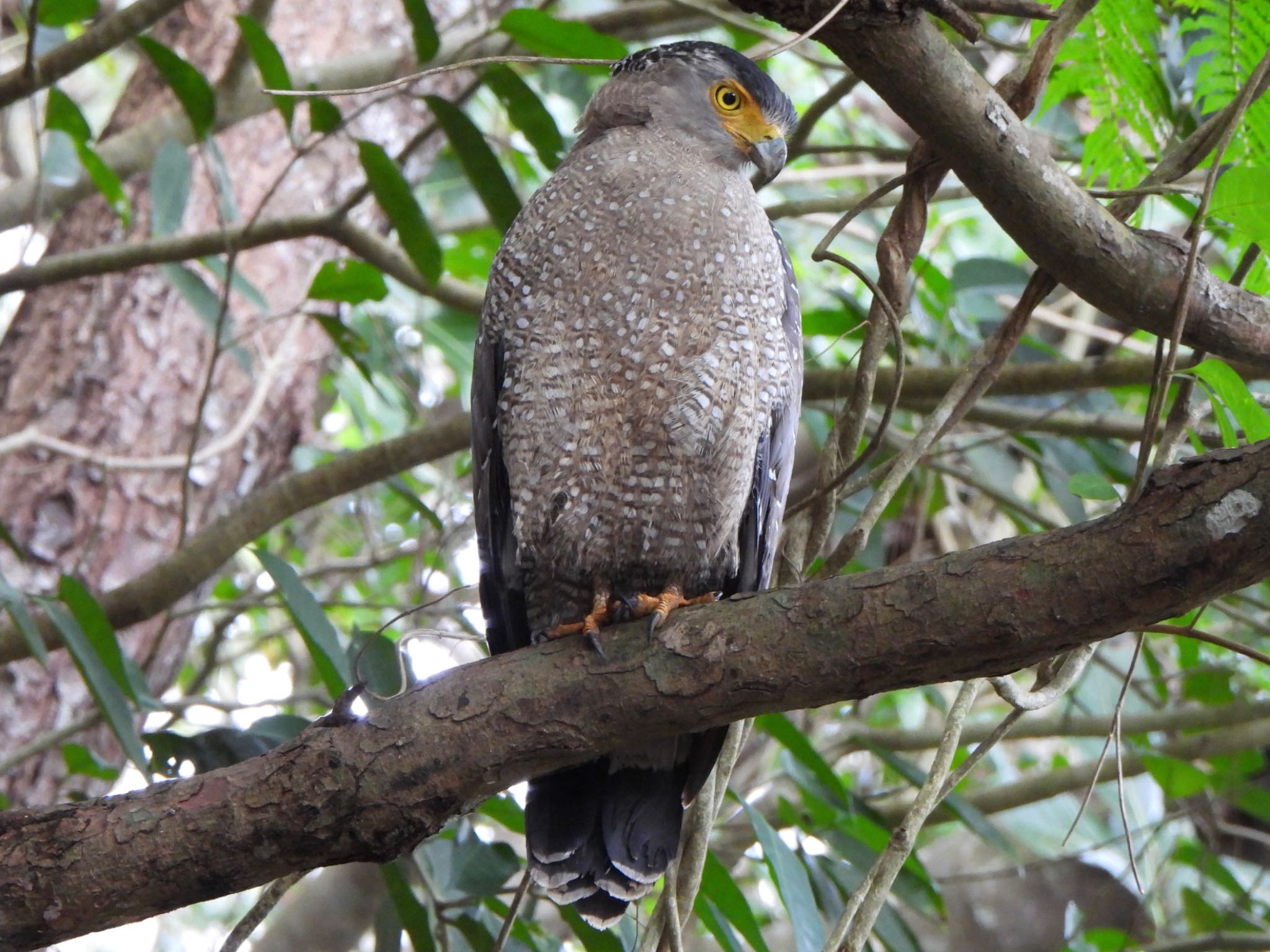 Photo of Crested Serpent Eagle at Ishigaki Island by ツピ太郎