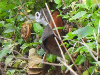 White-breasted Waterhen Ishigaki Island Sun, 12/31/2023