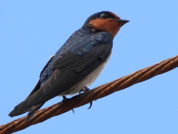 Pacific Swallow Ishigaki Island Sun, 12/31/2023