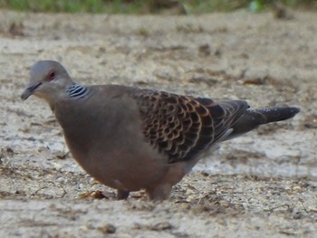 Oriental Turtle Dove(stimpsoni) Ishigaki Island Sun, 12/31/2023