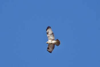 Eastern Buzzard 乙女高原 Mon, 1/1/2024