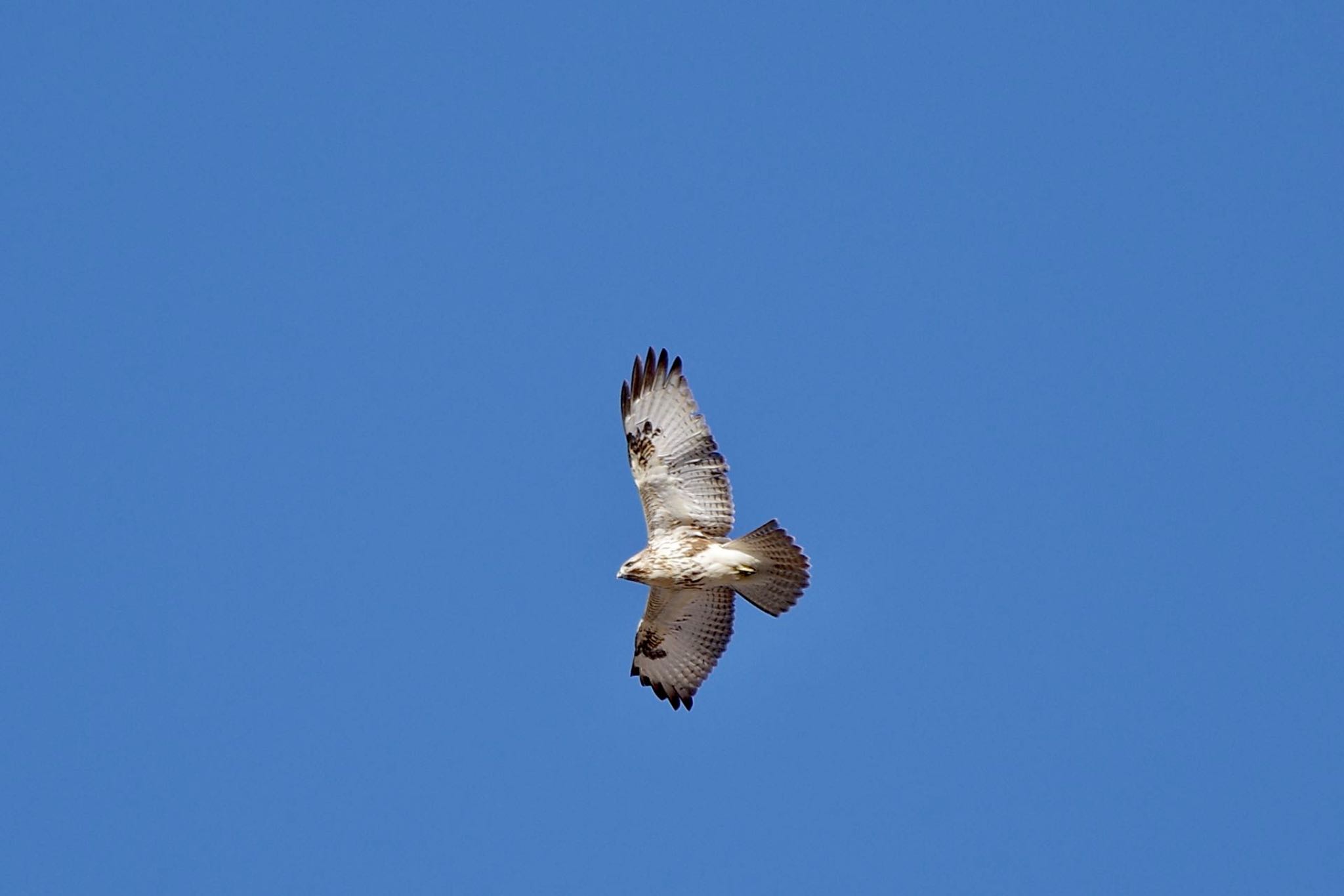 Photo of Eastern Buzzard at 乙女高原 by 關本 英樹