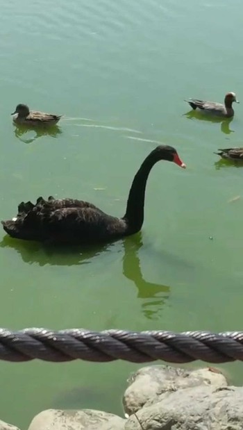 Black Swan 平池緑地公園,和歌山県,日本 Sun, 4/2/2023