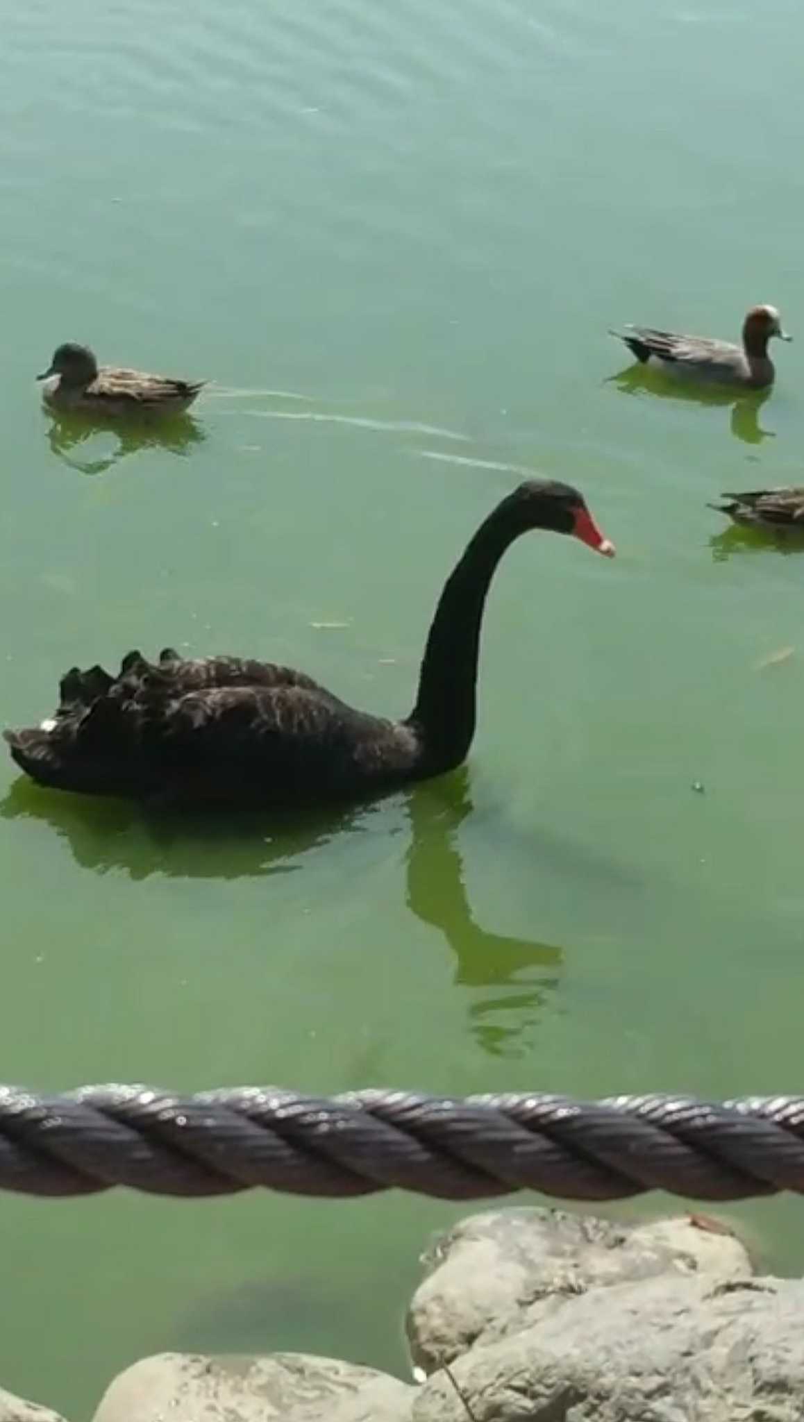 Photo of Black Swan at 平池緑地公園,和歌山県,日本 by つちいなご