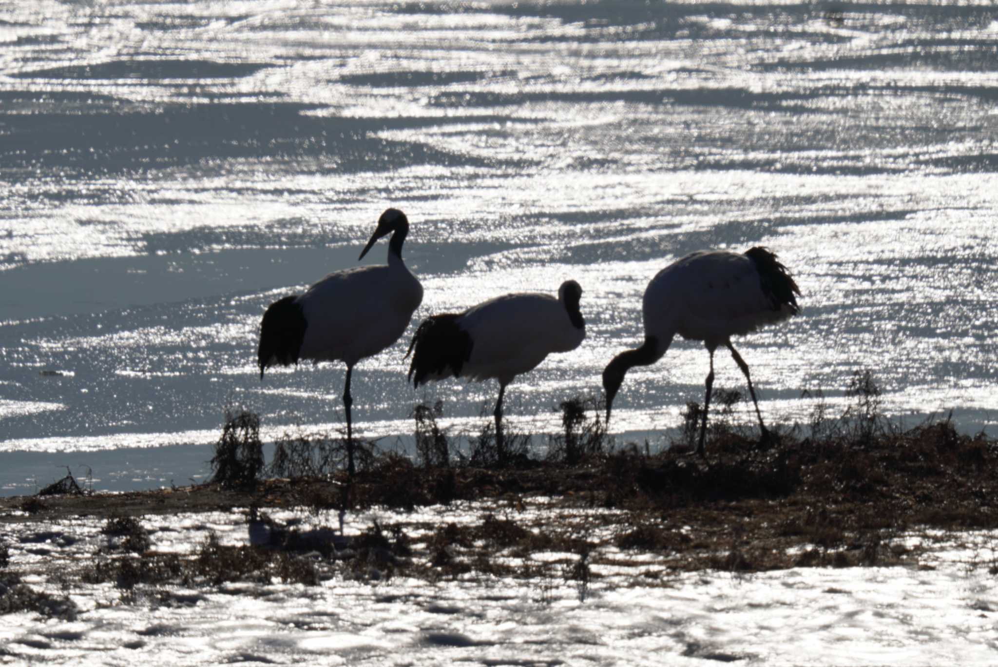 Red-crowned Crane