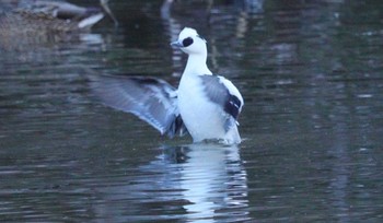 Fri, 12/29/2023 Birding report at 坂田ヶ池総合公園