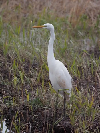 Great Egret 佐潟 Mon, 1/1/2024