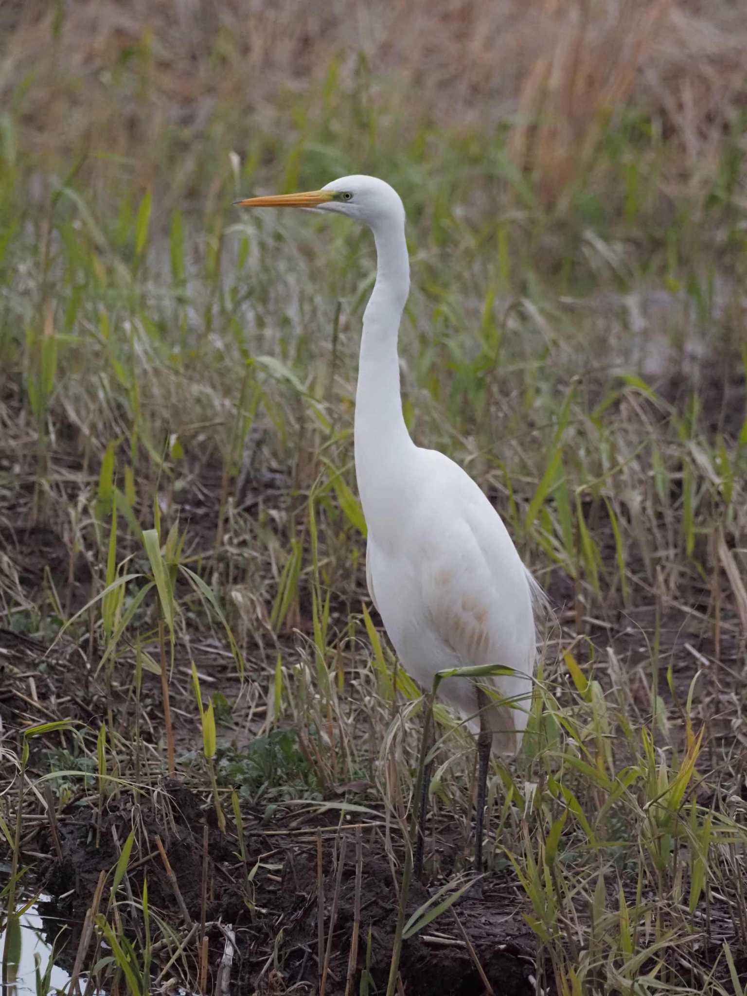 Photo of Great Egret at 佐潟 by さとーで