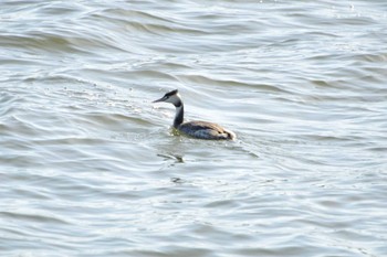 Great Crested Grebe 天白川 Mon, 1/1/2024