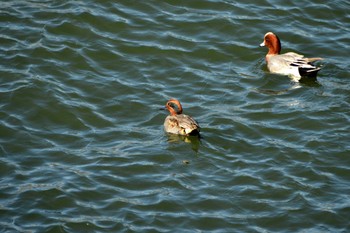 Eurasian Teal 天白川 Mon, 1/1/2024