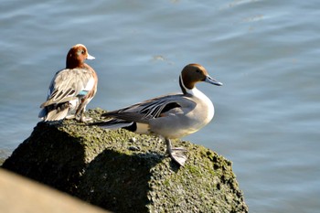 Northern Pintail 天白川 Mon, 1/1/2024