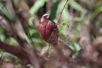 2024年1月1日(月) 早戸川林道の野鳥観察記録