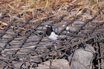 Japanese Wagtail 芝川第一調節池(芝川貯水池) Mon, 1/1/2024