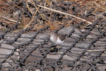 Common Sandpiper 芝川第一調節池(芝川貯水池) Mon, 1/1/2024