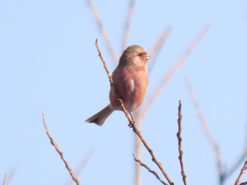 2023年12月28日(木) 伊豆沼の野鳥観察記録