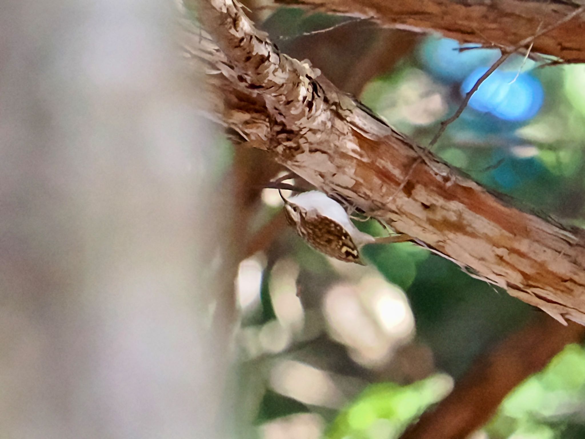 Eurasian Treecreeper