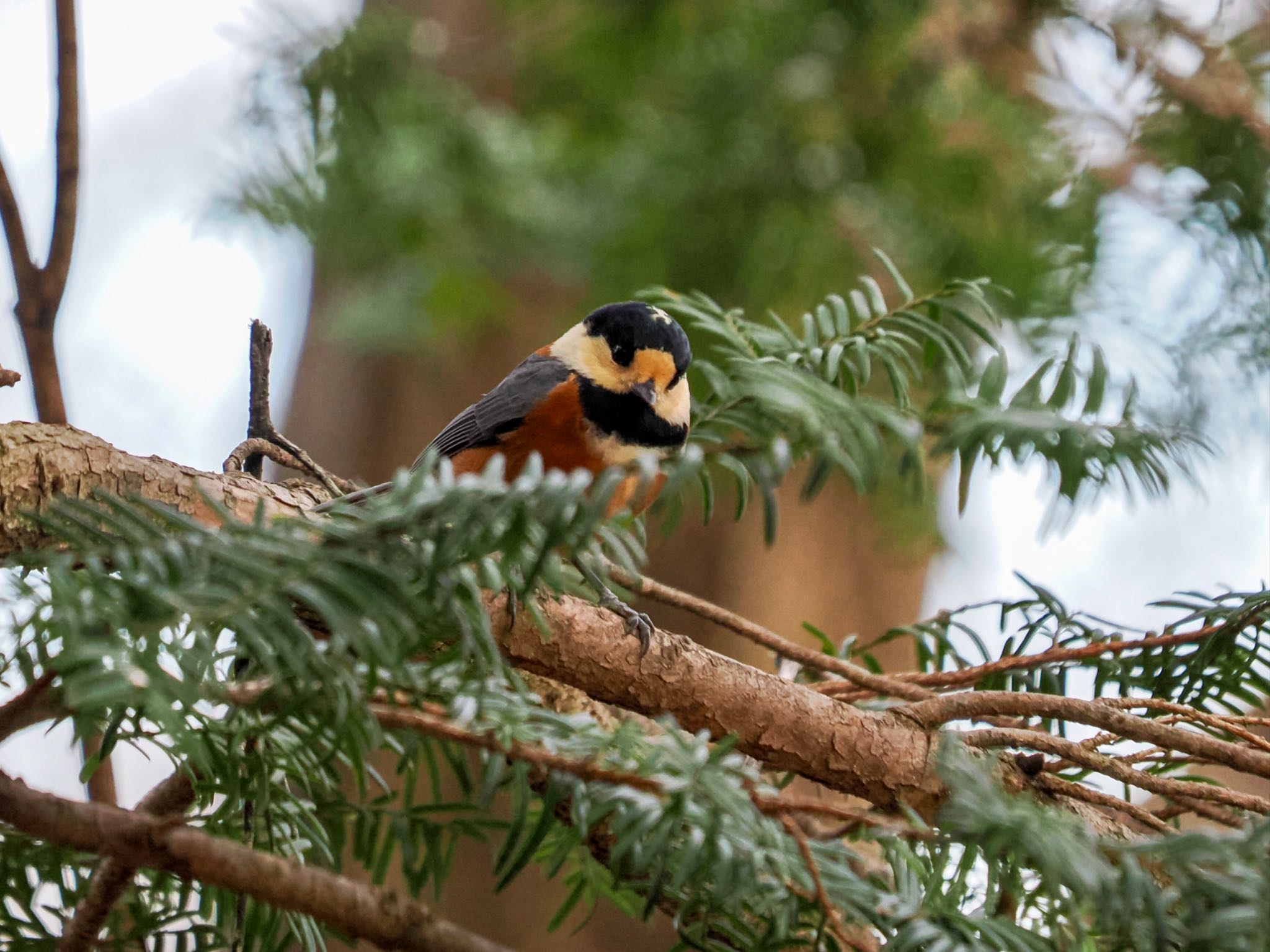 Varied Tit