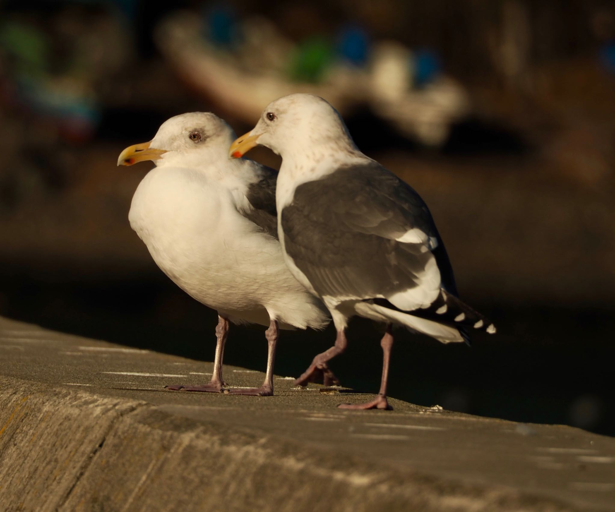 Photo of Glaucous-winged Gull at 宮城県 by ヒトリスキ“h1toriski”