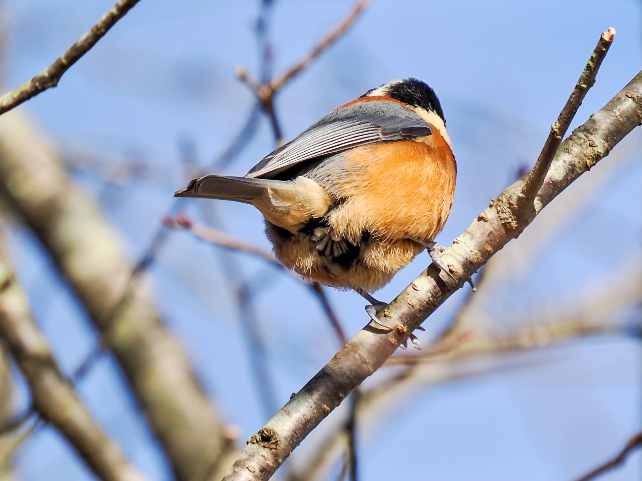 Varied Tit