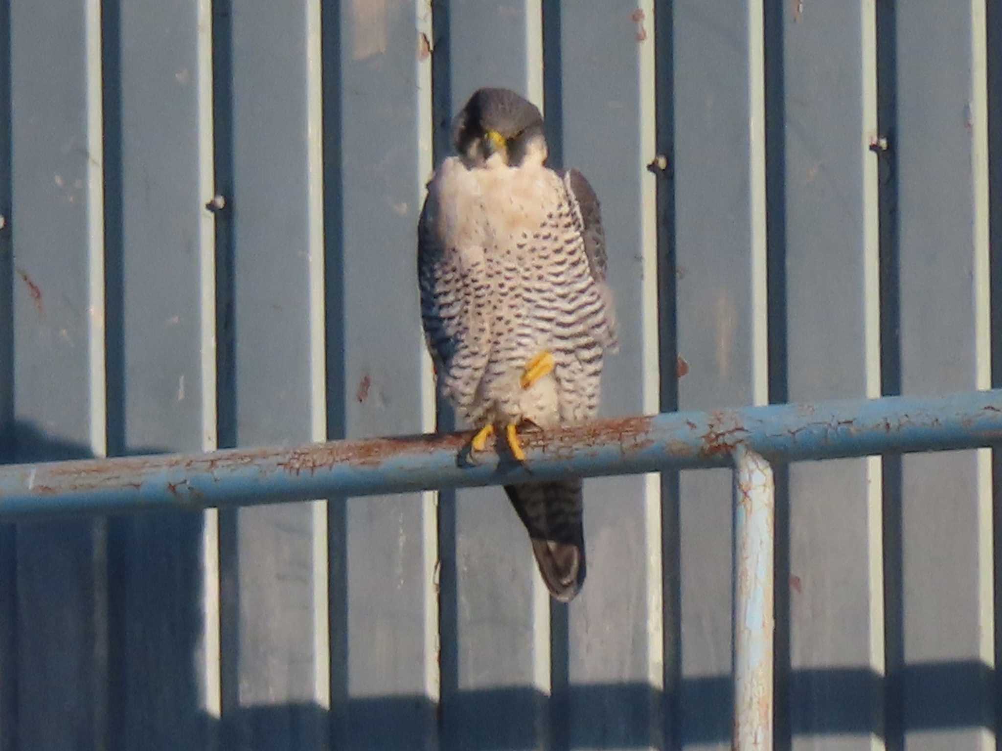 Photo of Peregrine Falcon at 多摩川 by ツートン