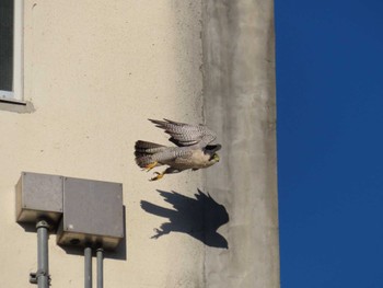 2024年1月1日(月) 多摩川の野鳥観察記録