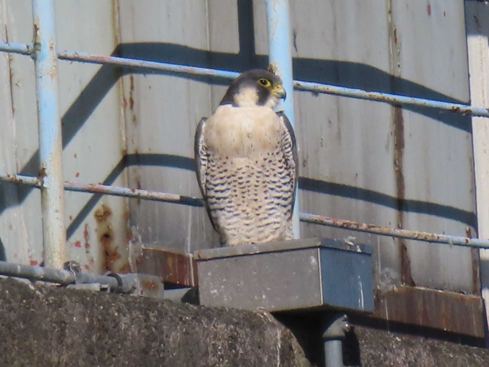 Peregrine Falcon