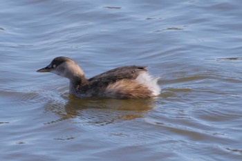 Little Grebe 芝川第一調節池(芝川貯水池) Mon, 1/1/2024