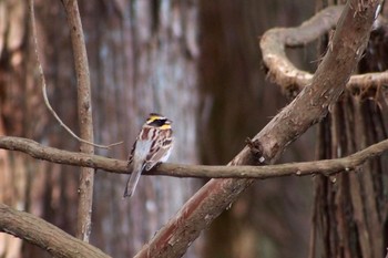 Yellow-throated Bunting ふれあいの森公園 Mon, 1/1/2024