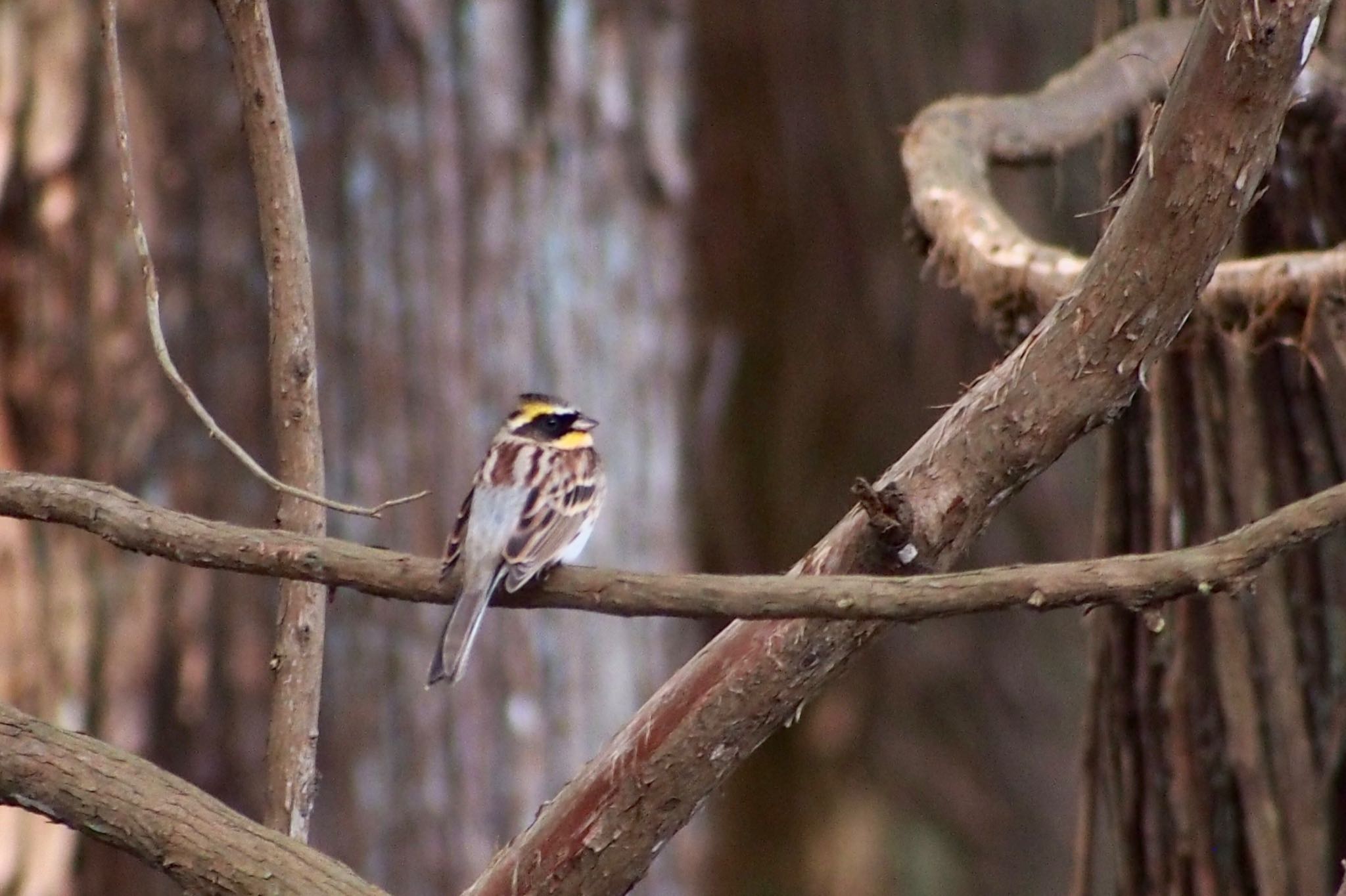 Yellow-throated Bunting