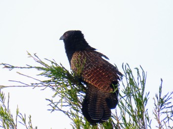 Pheasant Coucal Oxley Creek Common, Rocklea, QLD, Australia Thu, 12/28/2023