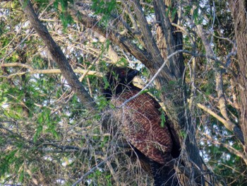 Pheasant Coucal Oxley Creek Common, Rocklea, QLD, Australia Thu, 12/28/2023