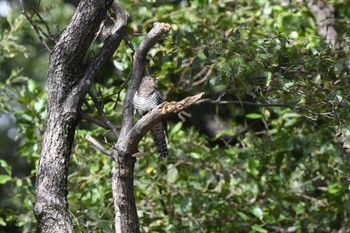 Oriental Cuckoo Akigase Park Sat, 10/21/2023