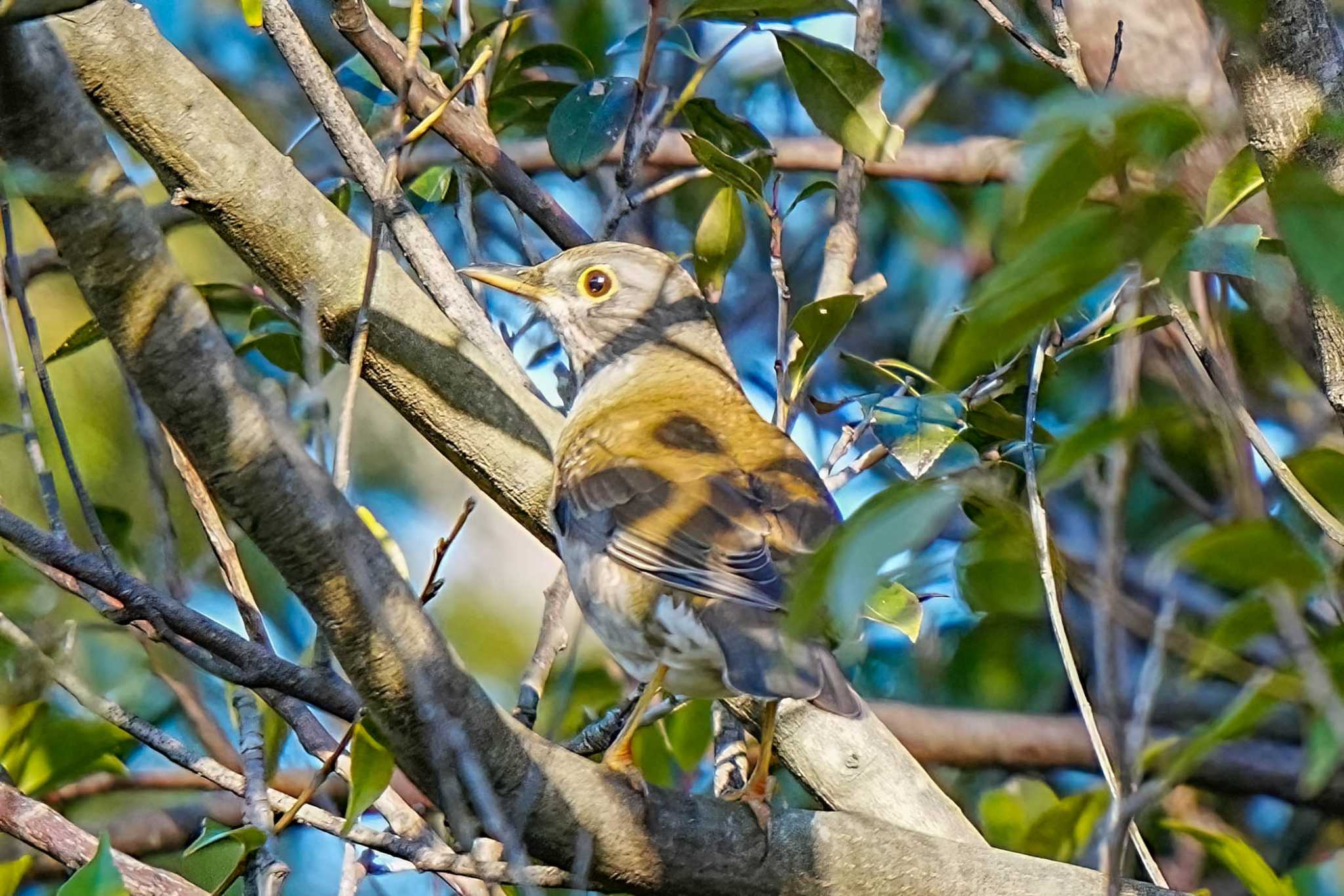 Photo of Pale Thrush at 鞍ヶ池公園(愛知県 豊田市) by porco nero