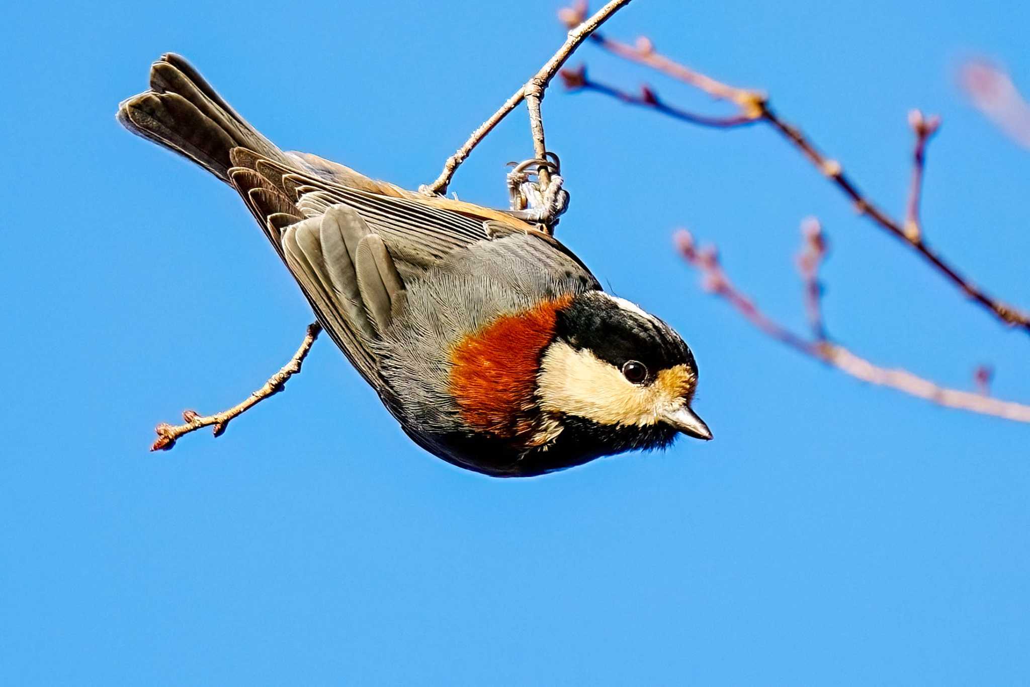 Photo of Varied Tit at 鞍ヶ池公園(愛知県 豊田市) by porco nero