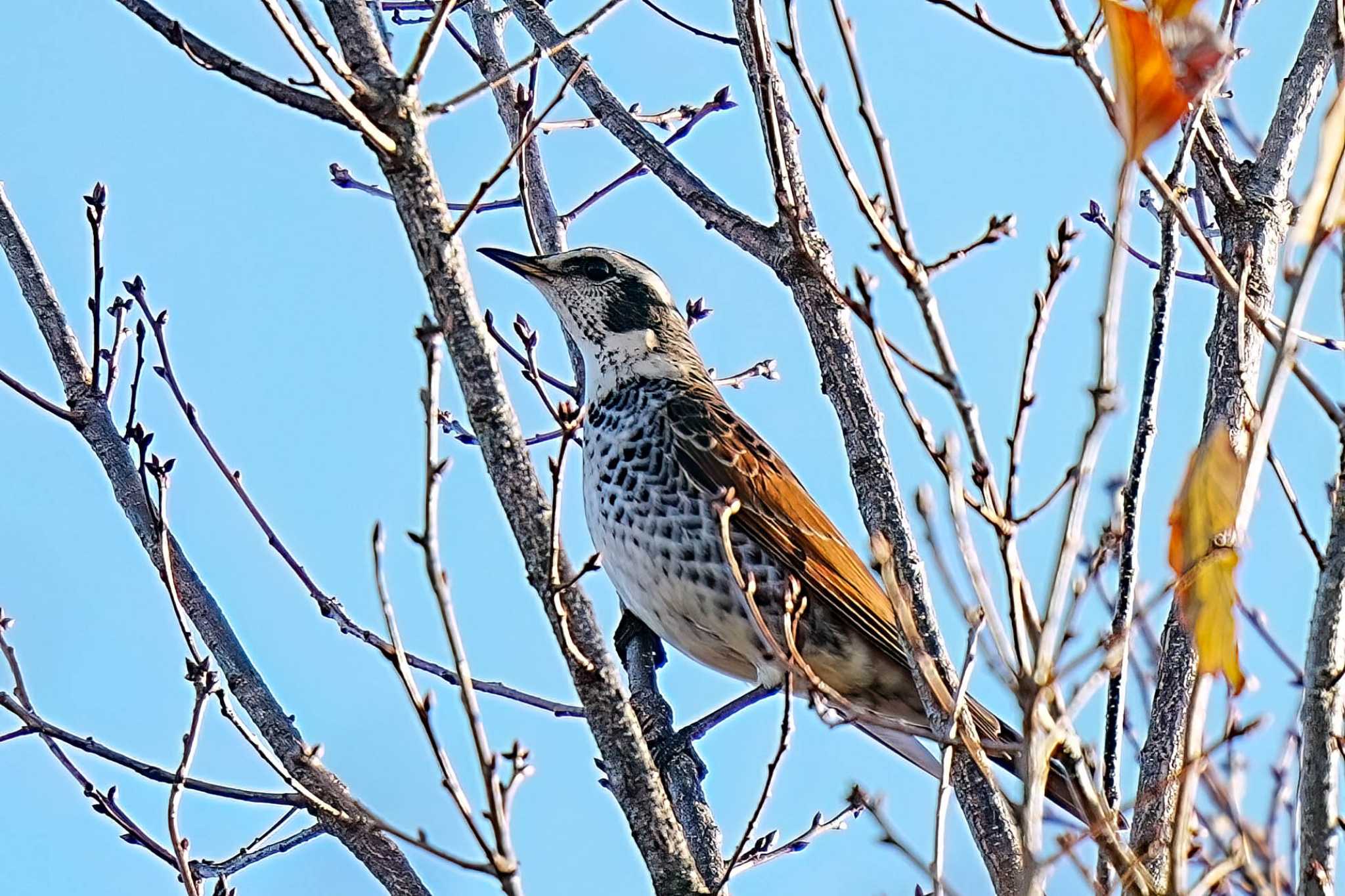 Photo of Dusky Thrush at 鞍ヶ池公園(愛知県 豊田市) by porco nero