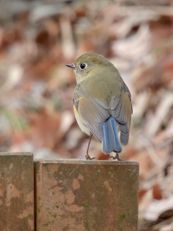 Red-flanked Bluetail Mine Park Sun, 12/24/2023