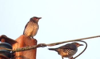 Asian Glossy Starling Ishigaki Island Tue, 1/2/2024