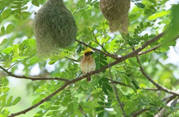 Baya Weaver Angkhang Nature Resort Unknown Date