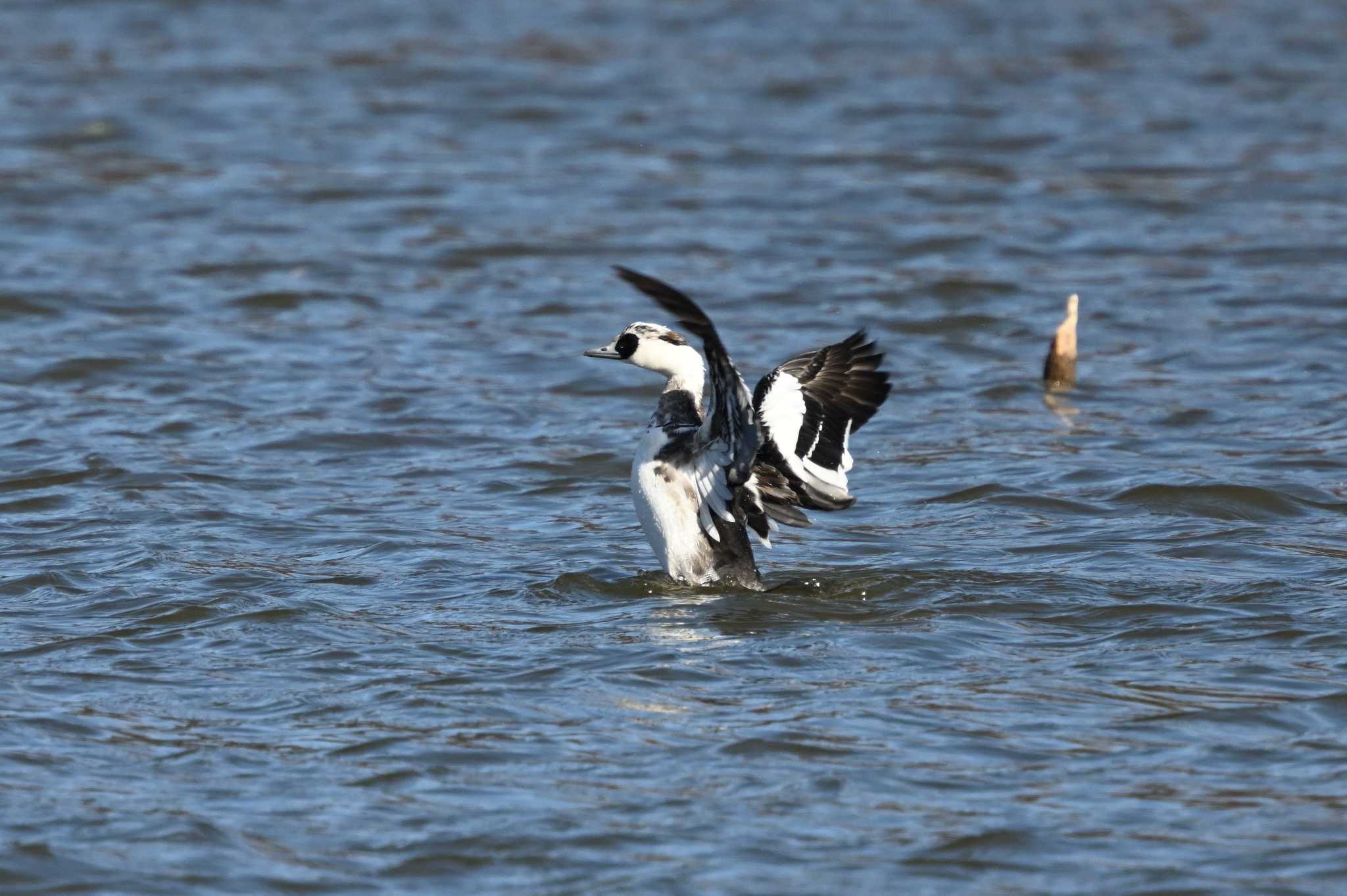 Smew